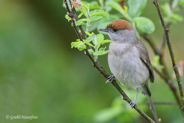 Mönchsgrasmücke (Sylvia atricapilla) weibl. Linumer Teichland.
