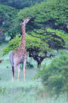Kapgiraffe (Giraffa camelopardalis giraffa), auf dem Gelände der Zululand Safari Lodge.