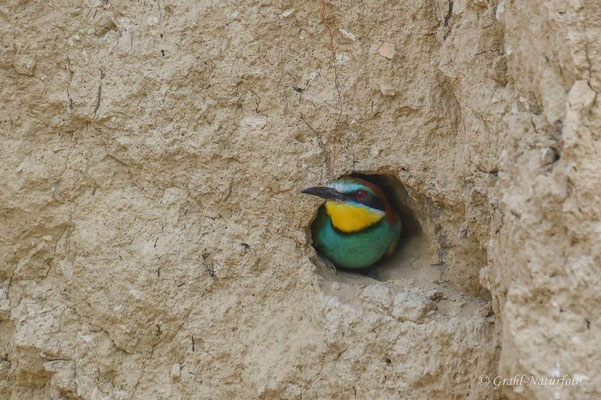 Bienenfresser (Merops apiaster) bei Jurilovca.
