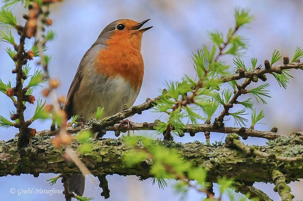 Rotkehlchen (Erithacus rubecula) 