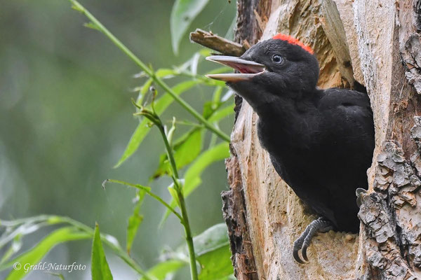 Schwarzspecht (Dryocopus martius) Jungvogel