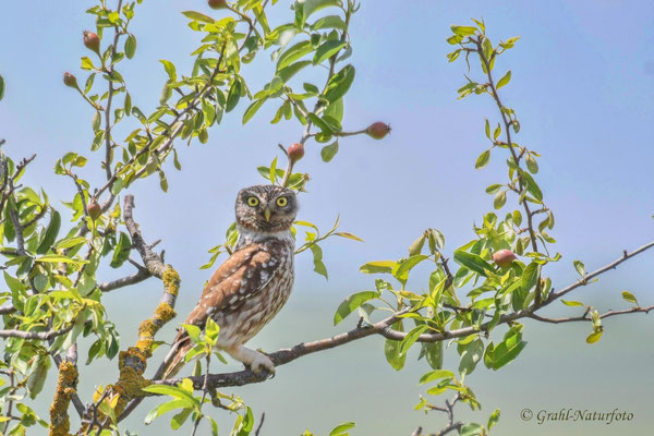 Steinkauz (Athene noctua) im Schutzgebiet Sinoe / Dobrodscha - Rumänien.
