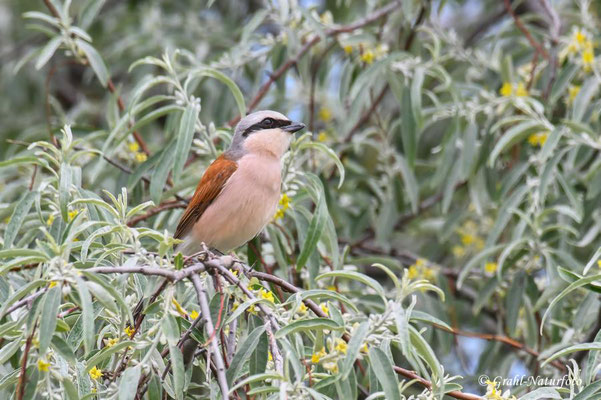Neuntöter (Lanius collurio) männl.