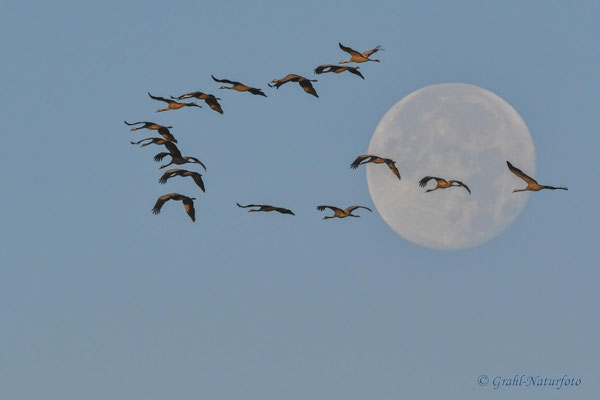 Kraniche fliegen vor dem Vollmond.