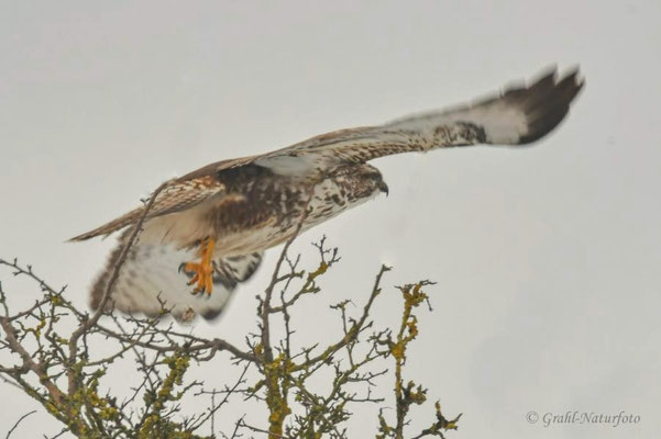 Mäusebussard (Buteo buteo) NSG Untere Havel.