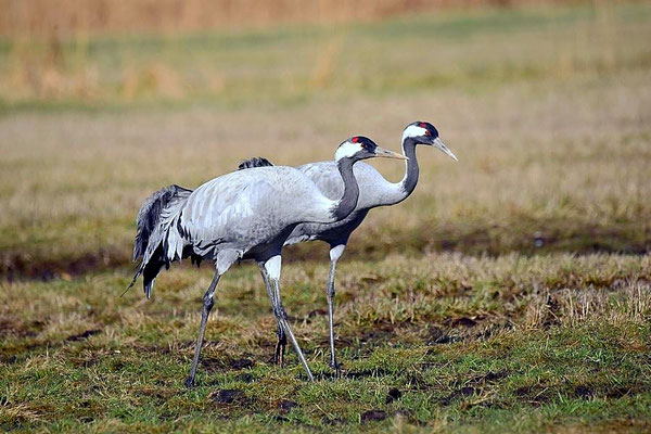 Frühjahrsrast der Kraniche am Günzer See 2017