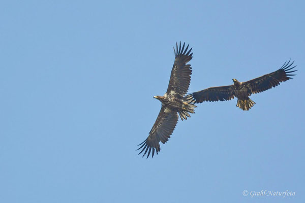 Seeadler (Haliaeetus albicilla) über dem Gülpersee.