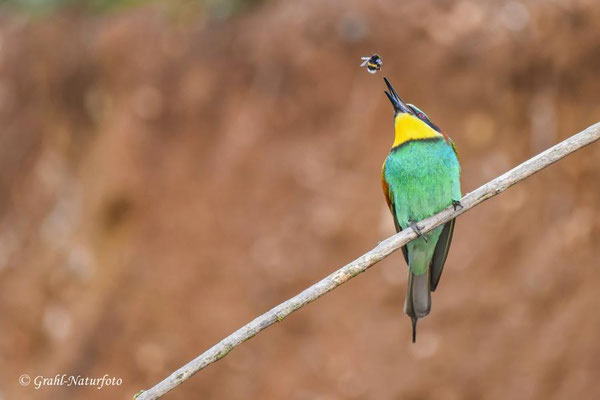 Bienenfresser (Merops apiaster) beim Fressen einer Hummel.