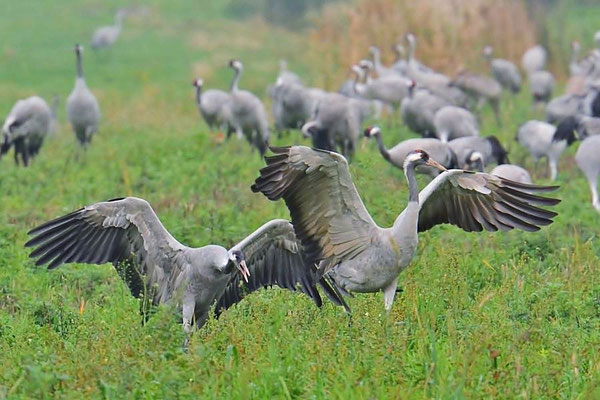 Herbstrast der Kraniche am Günzer See 2014 - Landung am Rastplatz