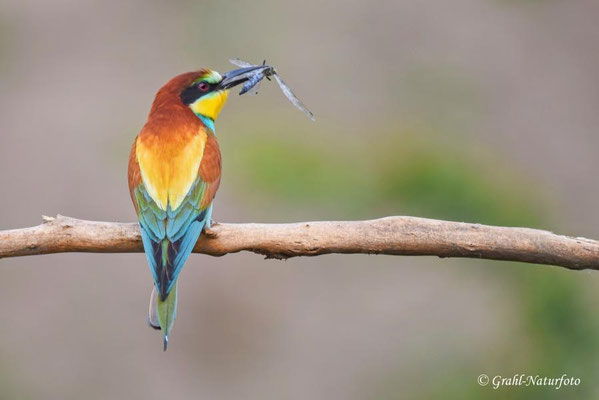 Bienenfresser (Merops apiaster) mit einer erbeuteten Libelle