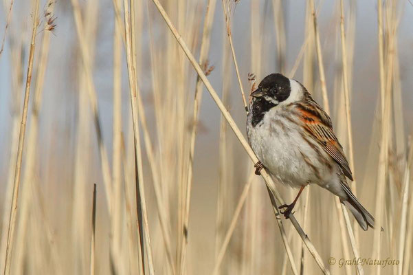 Rohrammer (Emberiza schoeniclus) männl. Günzer See - Mecklemburg/Vorpommern.