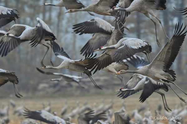 Herbstrast der Kraniche (Grus grus) in Rhin- und Havelluch 2024.