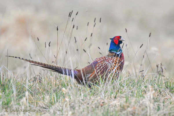 Jagdfasan (Phasianus colchicus) im NSG Untere Havel Nord.