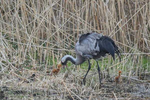 Europäischer Kranich (Grus grus) mit Küken im Linumer Teichland.