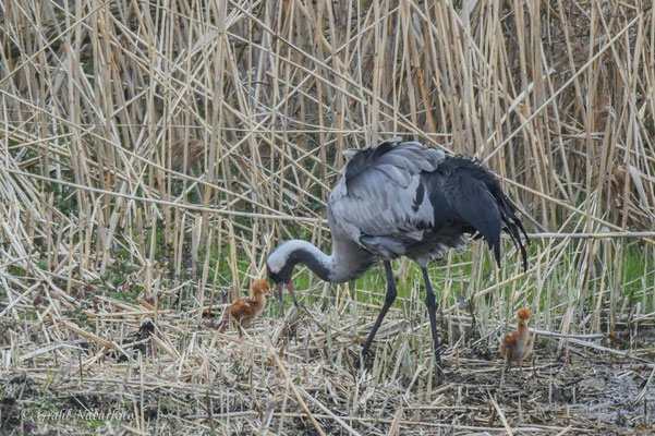 Europäischer Kranich (Grus grus) mit Küken im Linumer Teichland.