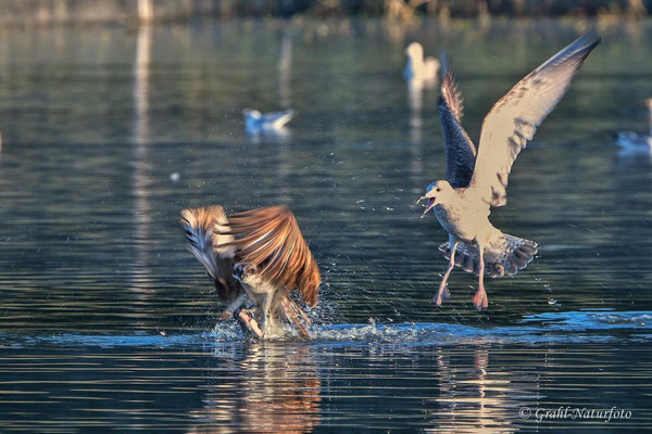 Fischadler (Pandion haliaetus) mit Beute wird von einer jungen Silbermöwe (Larus argentatus) verfolgt.