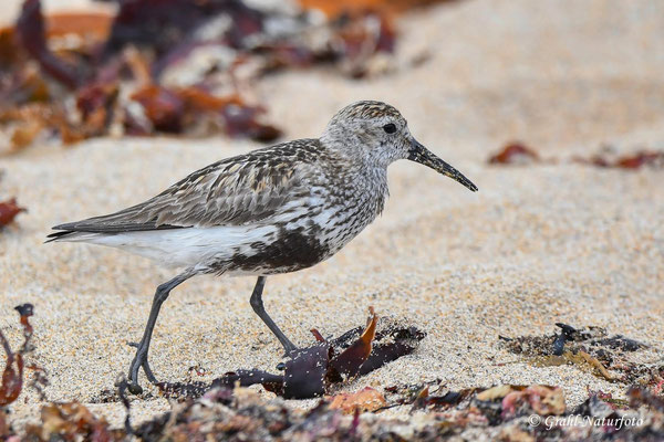 Alpenstrandläufer (Calidris alpina) am Strand von Ytri Tunga.