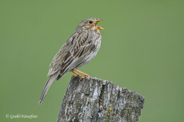Grauammer (Emberiza calandra) NSG Untere Havel Nord.