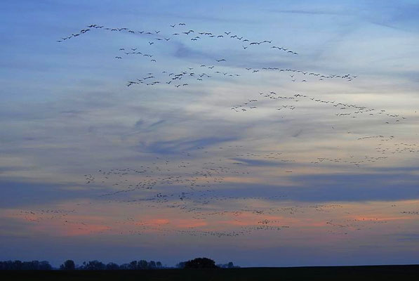 Herbstrast der Kraniche im Rhin- und Havelluch - Abendeinflug bei Linum