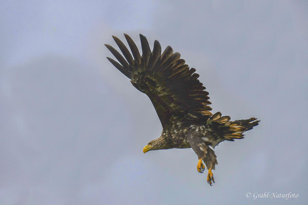 Seeadler (Haliaeetus albicilla)