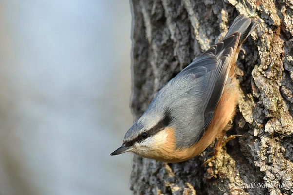 Kleiber (Sitta europaea)