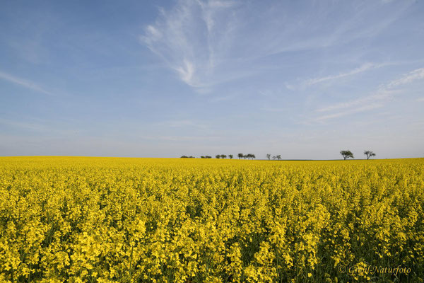 Rapsfeld (Brassica napus)