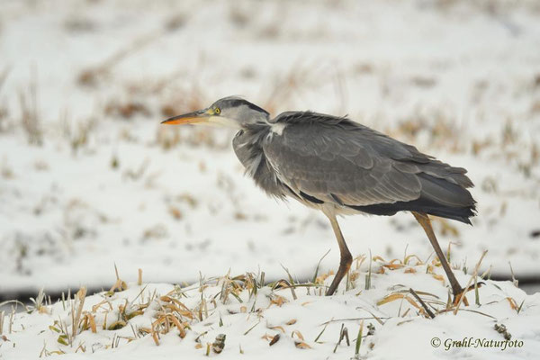 Graureiher (Ardea cinerea) auf der Jagd,NSG Untere Havel Nord.