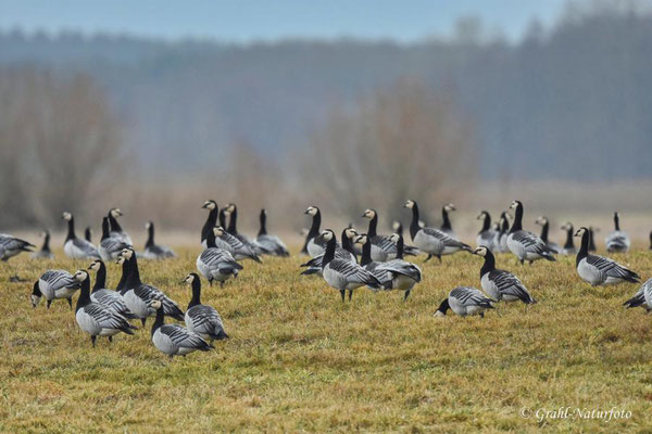 Nonnengänse (Branta leucopsis) auf den Wiesen von Parey.