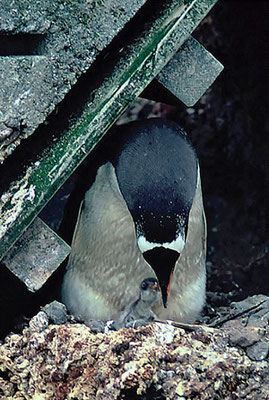 Eselspinguin (Pygoscelis papua) beim Füttern seines Küken.