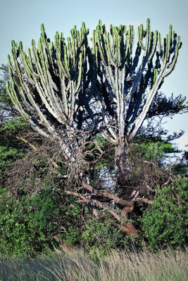 Kandelaber Euphorbie (Euphorbia candelabrum), auf dem Gelände der Zululand Safari Lodge.