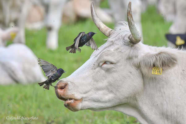 Rinder (Bos primigenius f. taurus) und Stare (Sturnus vulgaris) auf einer Brandenburger Weide.