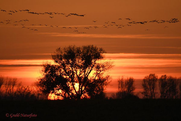 Herbstrast der Kraniche im Rhin- und Havelluch 2020, Abendeinflug zum Schlafplatz am 07.11.2020.
