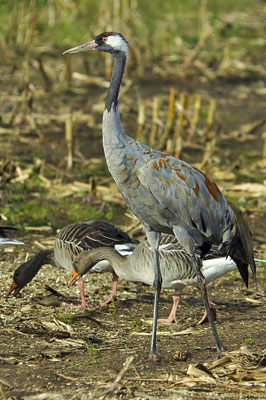 Herbstrast der Kraniche am Günzer See 2011