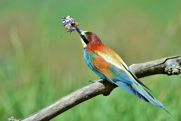 Bienenfresser (Merops apiaster) mit einem erbeutetem Schmetterling