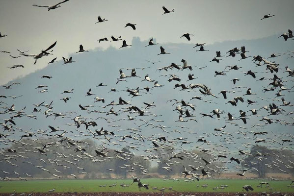 Herbstrast der Kraniche im Naturpark Kyffhäuser/Thüringen 2017 - Etwas hat sie aufgeschreckt, im Hintergrund die Burg Kyffhausen