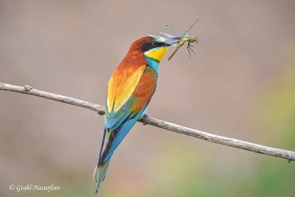 Bienenfresser (Merops apiaster) mit einer erbeuteten Libelle.