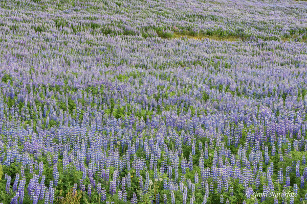 Die Alaska-Lupine wurde eingeführt, um die Erosion auf Island zu stoppen.