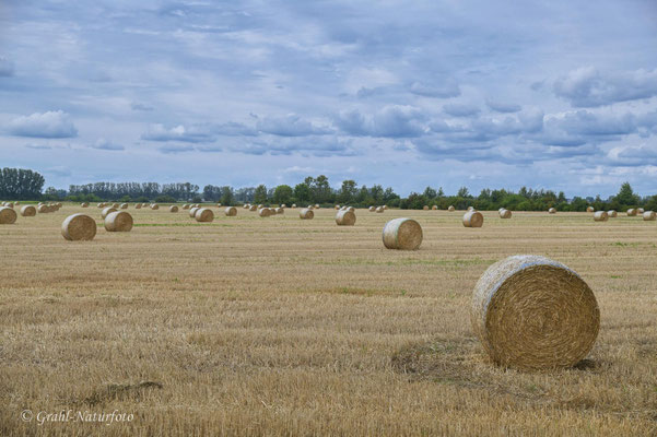 Ernte im Landkreis Oberhavel