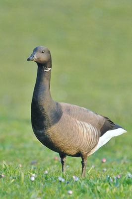 Ringelgans (Branta bernicla)