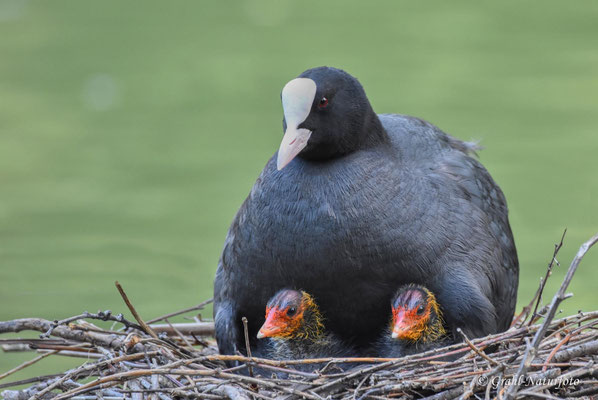 Blässhuhn (Fulica atra) mit Küken