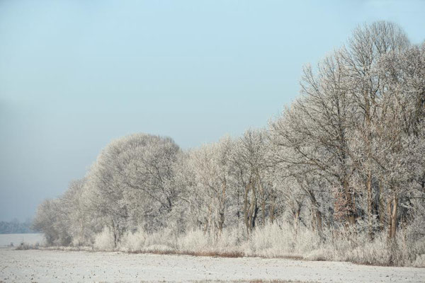Winter im Rhinluch