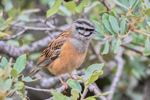 Zippammer (Emberiza cia)