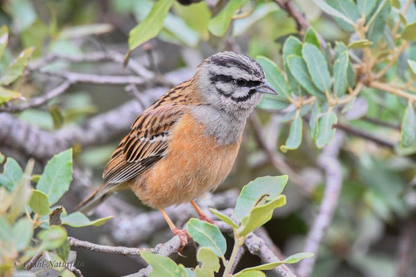 Zippammer (Emberiza cia)