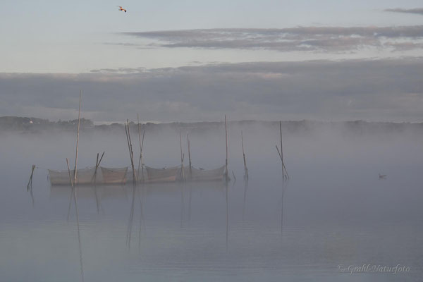 Morgennebel am Malchiner See