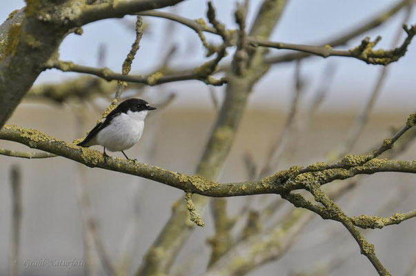 Trauerschnäpper (Ficedula hypoleuca)