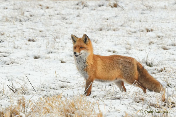 Schöner Winterfuchs (Vulpes vulpes) NSG Untere Havel Nord.