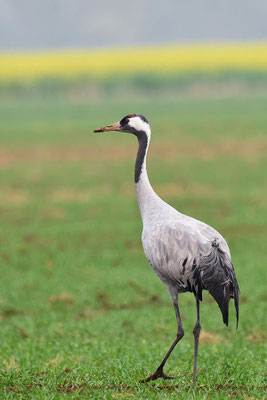Herbstrast der Kraniche im Rhin- und Havelluch 2018 - Altvogel