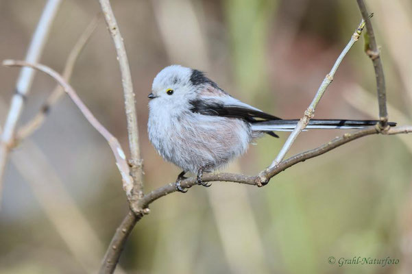 Schwanzmeise (Aegithalos caudatus)