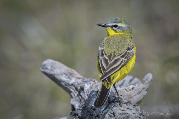 Schafstelze (Motacilla flava), NSG Untere Havel Nord.