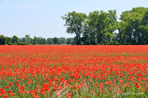 Klatschmohn oder Mohnblumen (Papaver rhoeas) am 03.06.2022 bei Kuhhorst.